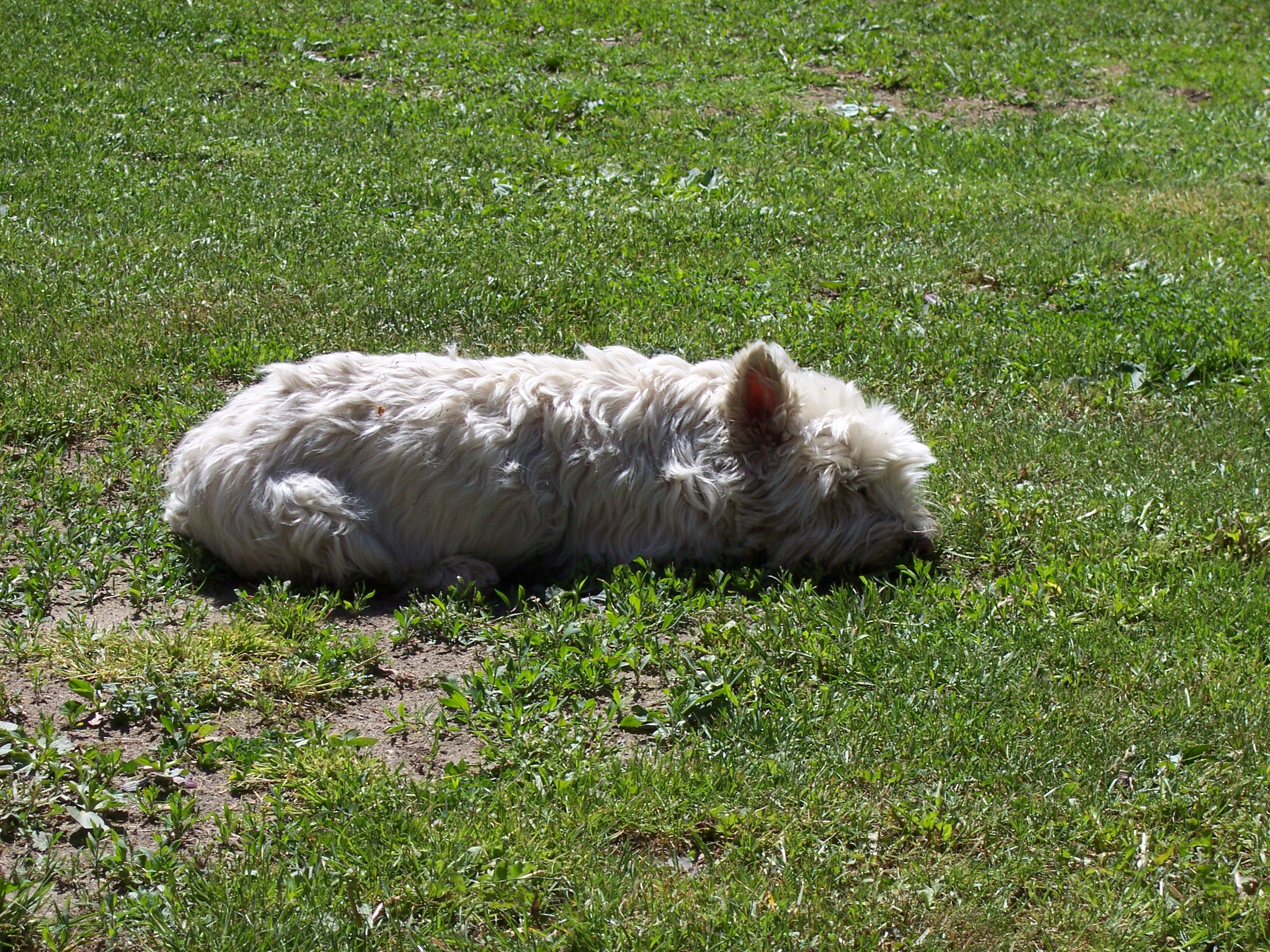 Sisinka 2006 06.JPG